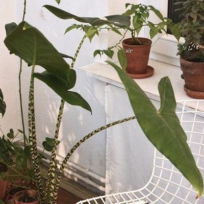 Alocasia Zebrina AKA Zebra Plant
